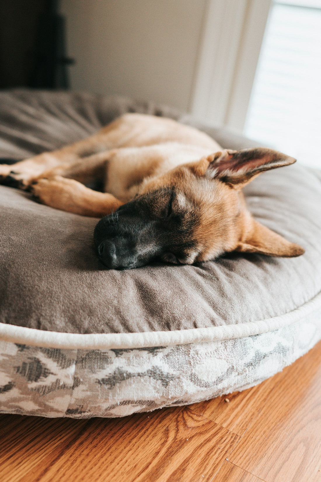 Pastor alemán durmiendo enroscado en una cama para perro
