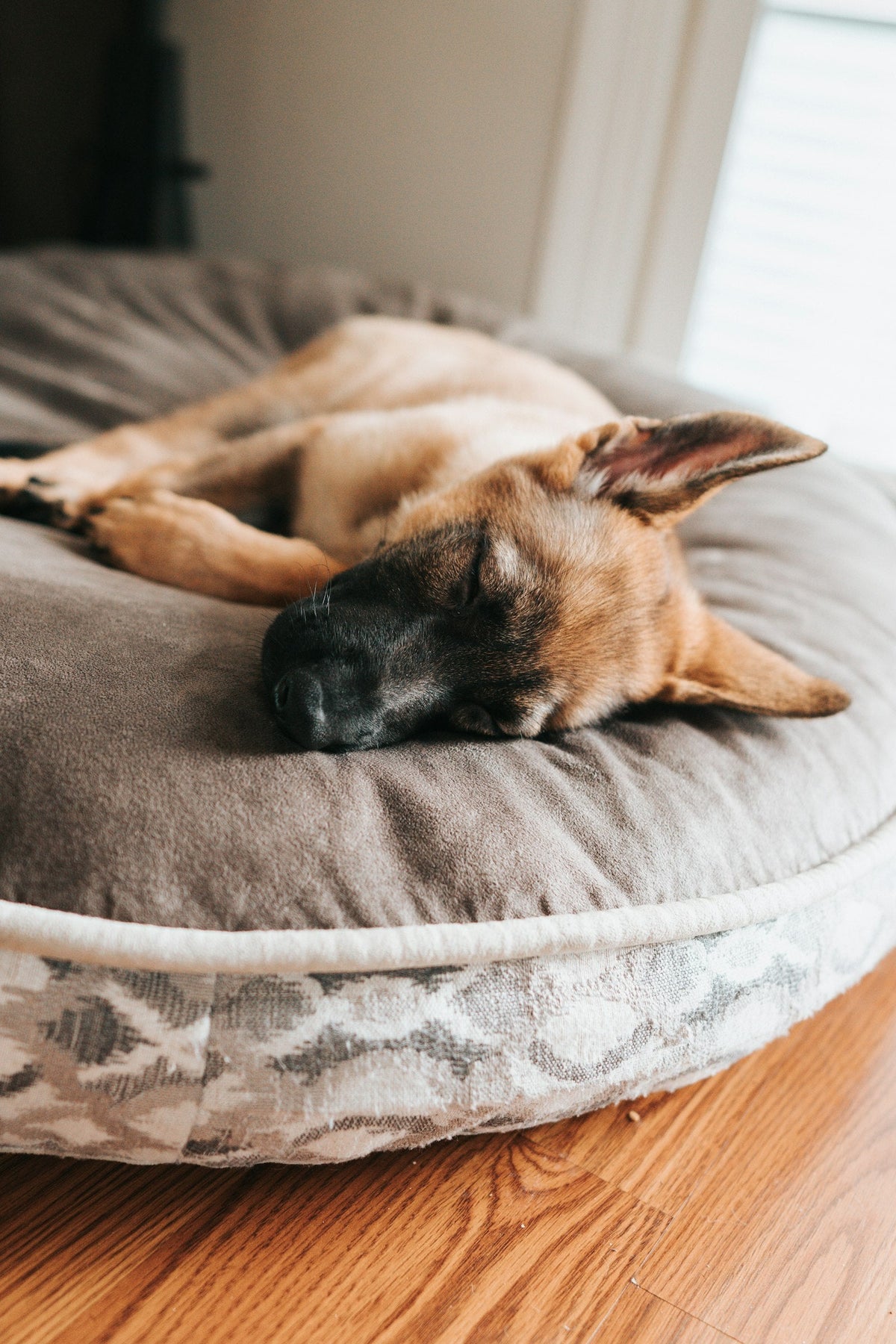 Pastor alemán durmiendo enroscado en una cama para perro