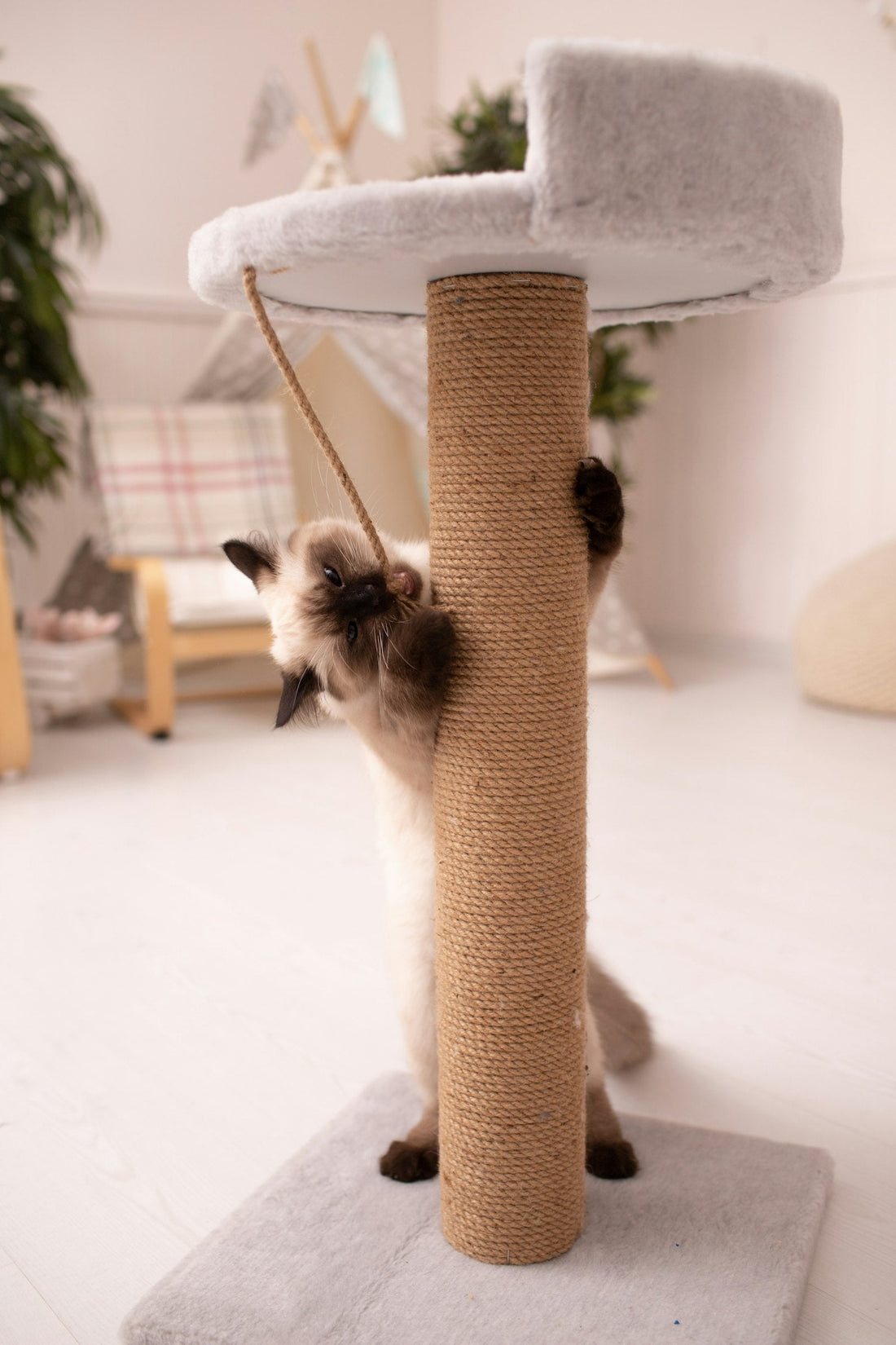 Gato siamés rascando un poste de sisal alto en un salón