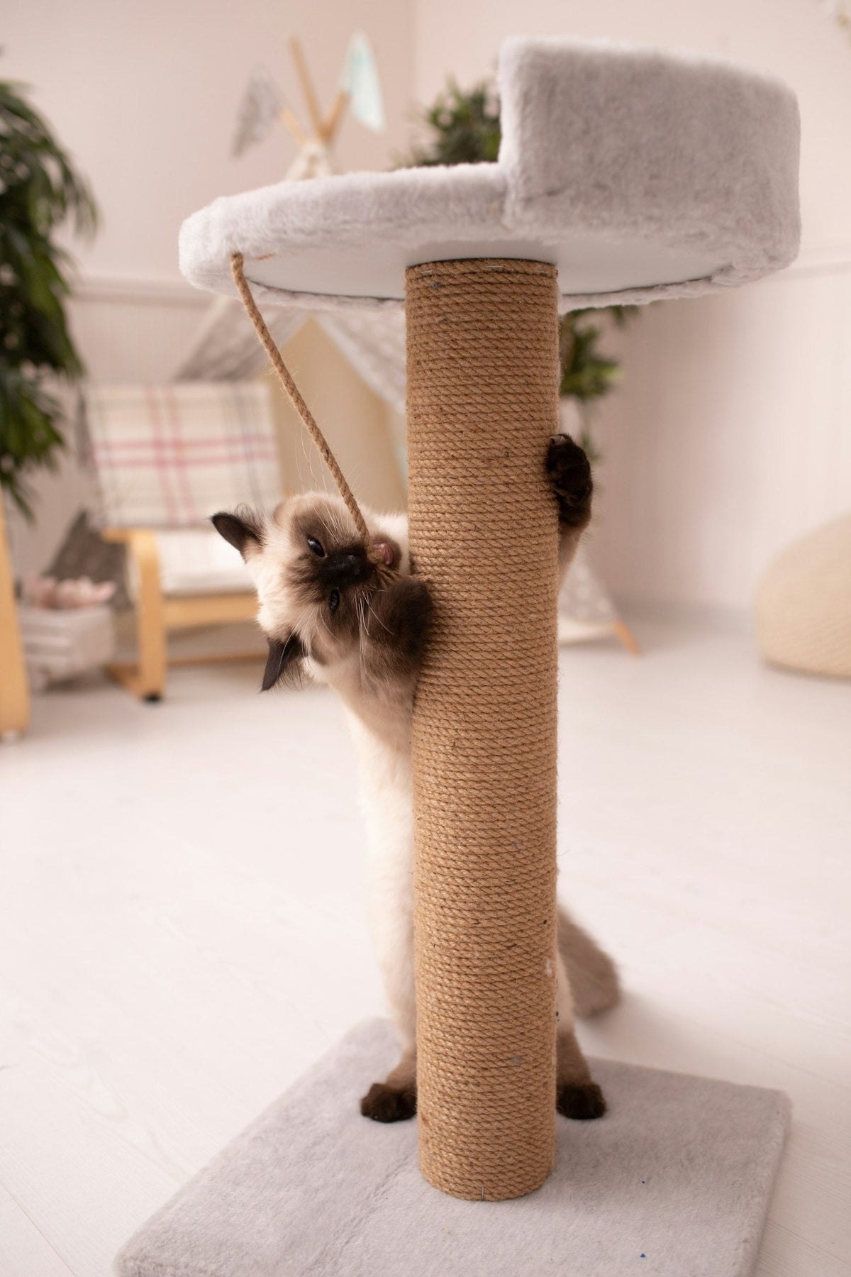 Gato siamés rascando un poste de sisal alto en un salón