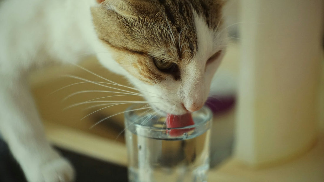 Gato bebiendo agua de un vaso