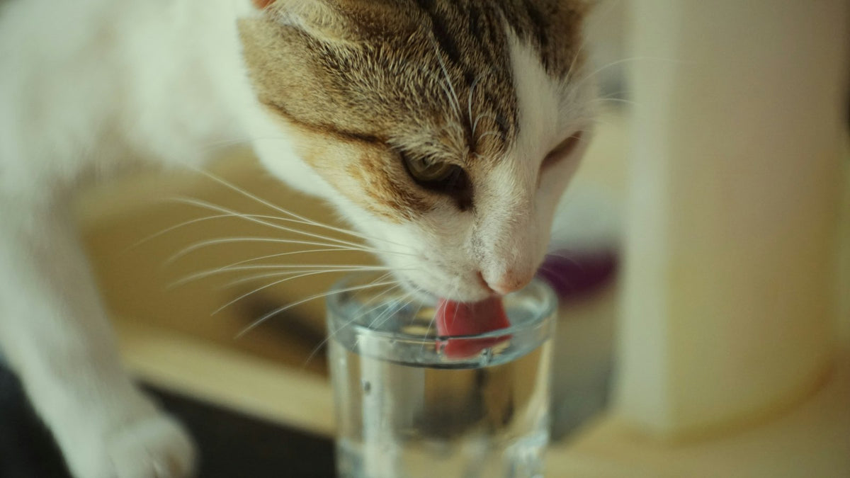 Gato bebiendo agua de un vaso