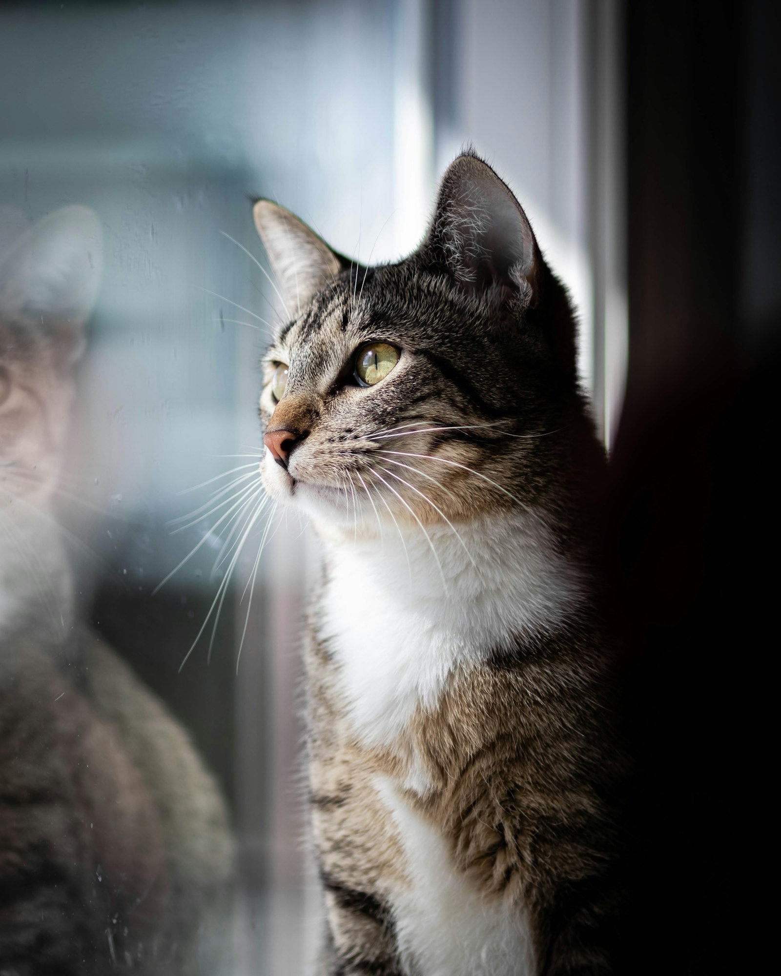 Gato atigrado mirando por la ventana con luz suave