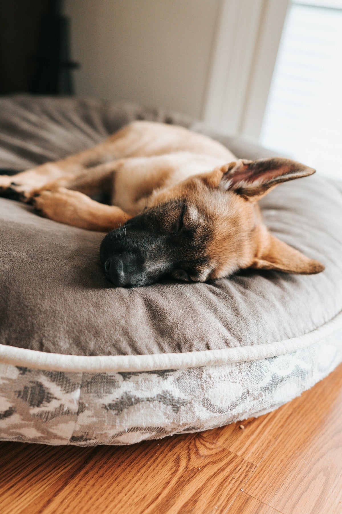 Pastor alemán durmiendo enroscado en una cama para perro