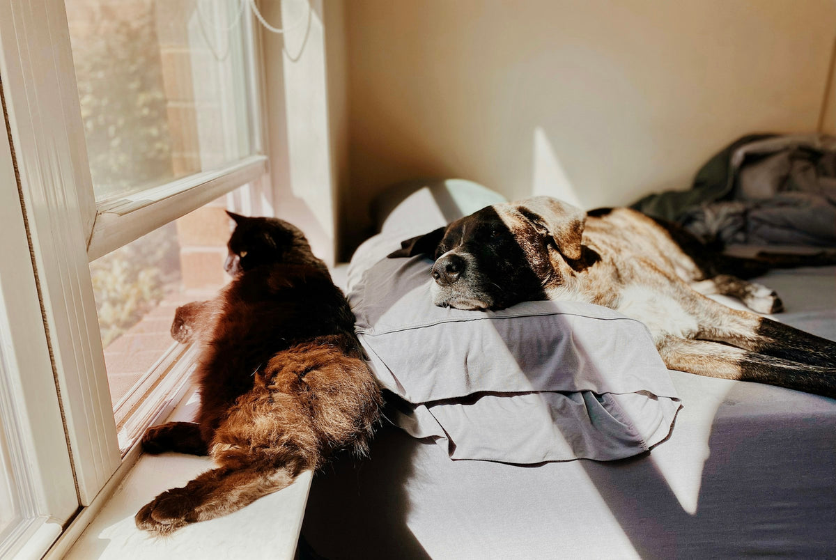 Un perro y un gato descansan sobre una cama junto a una ventana con luz de tarde
