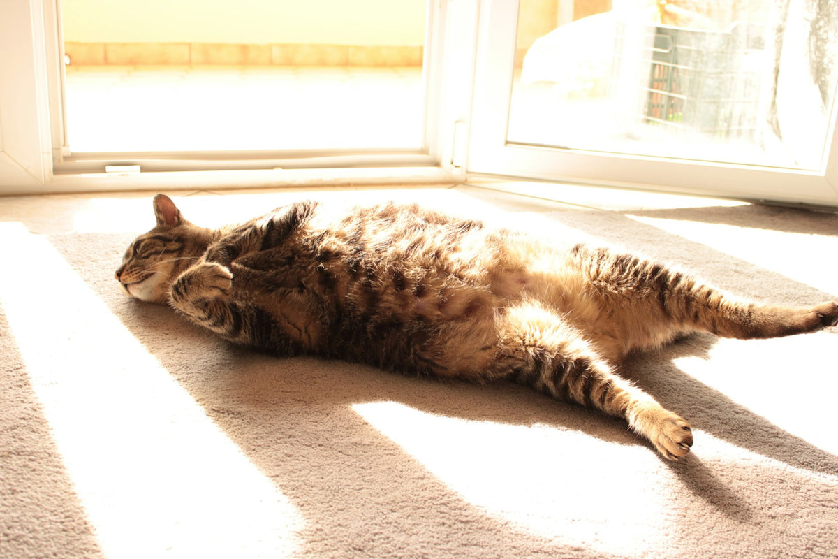 Gato atigrado estirado al sol delante de una ventana