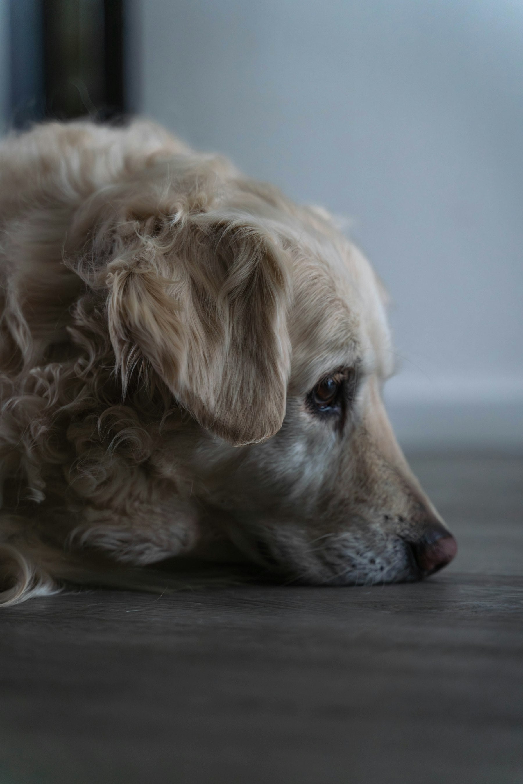 Golden retriever mayor descansando con la cabeza apoyada en el suelo