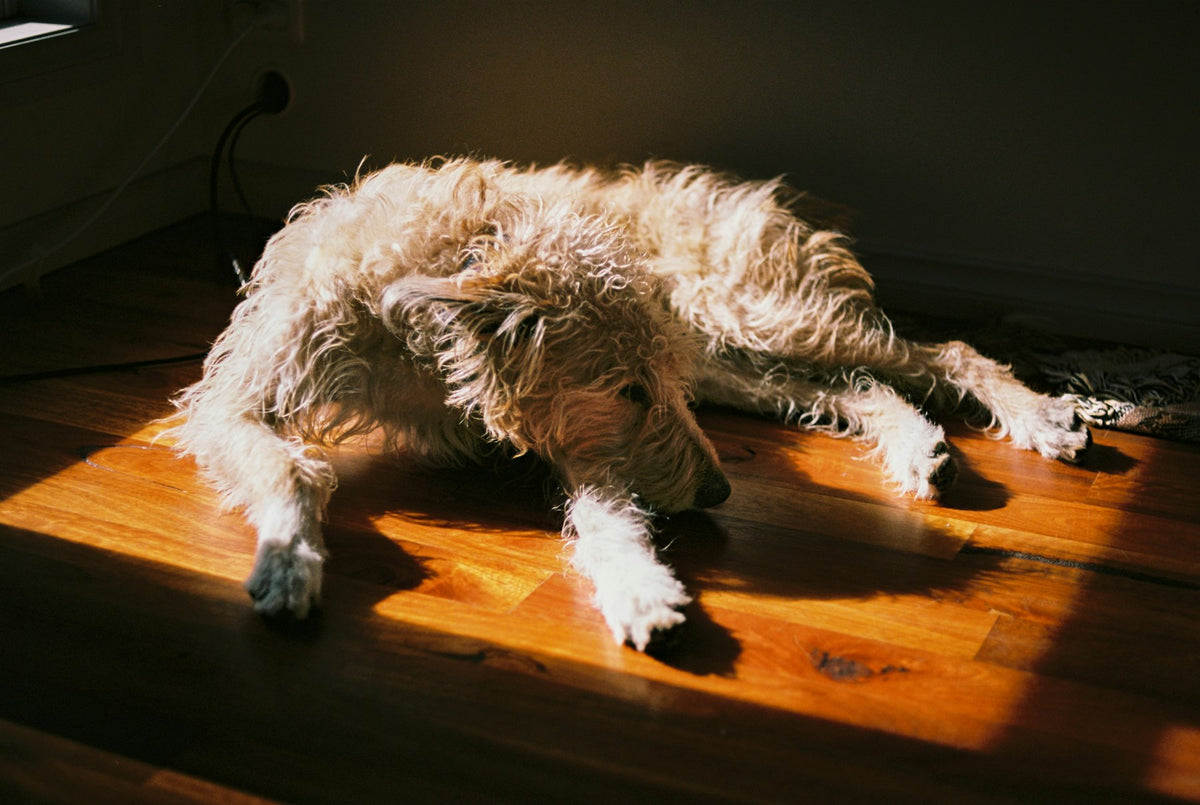 Perro de pelo largo tumbado al sol sobre un suelo de madera